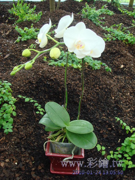 金車蘭花園