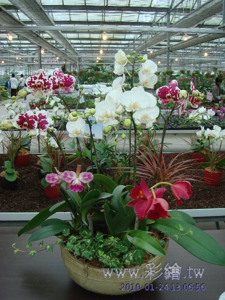 金車蘭花園