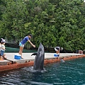 帛琉太平洋海豚灣