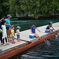 帛琉太平洋海豚灣