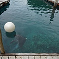 帛琉太平洋海豚灣-海豚玩球球