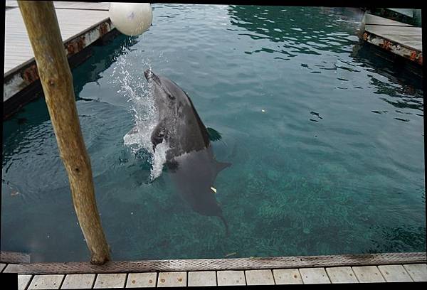 太平洋海豚灣-海豚玩球球