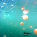 帛琉水母湖(全家壯遊去)Jellyfish Lake (44)_副本 (800x600).jpg