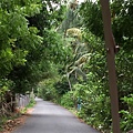 coconut road.jpg