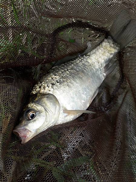 20180630南港公園釣魚_180701_0007.jpg