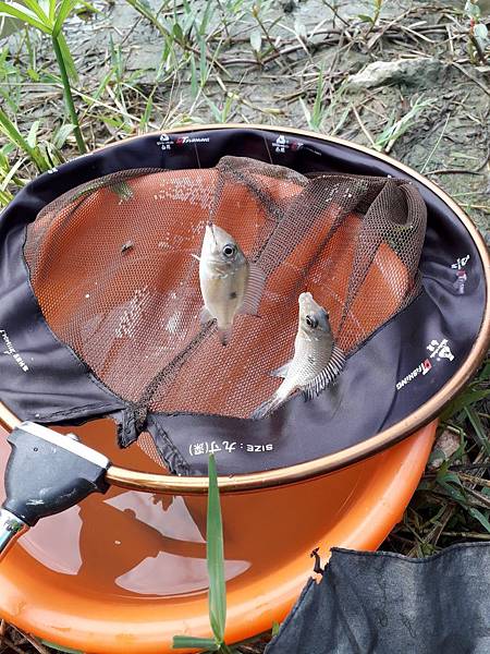 20180630南港公園釣魚_180701_0020.jpg