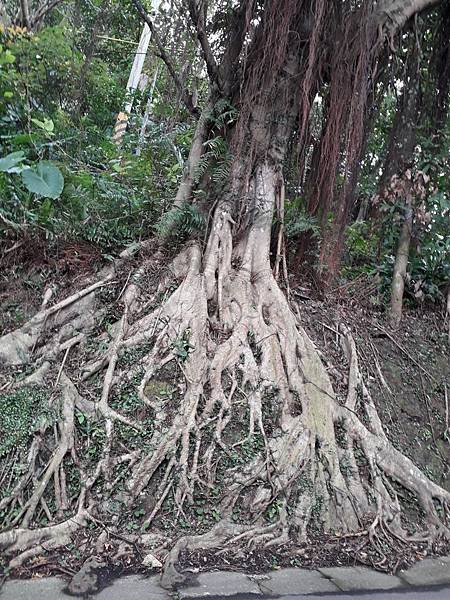 台北登山一日遊行程推薦四獸山虎山環狀路線_200403_0315.jpg