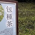 南港健行推薦桂花步道桂花吊橋茶山步道_200405_0598.jpg