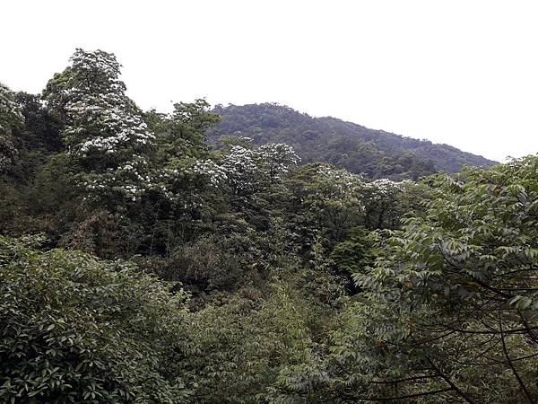 油桐花季2020土城油桐花公園之賞油桐花景點不藏私公開分享_200419_0635.jpg