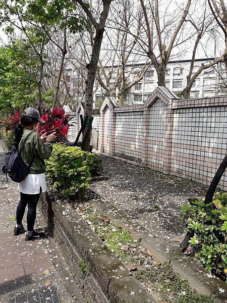 油桐花季2020土城油桐花公園之賞油桐花景點不藏私公開分享_200419_0656.jpg