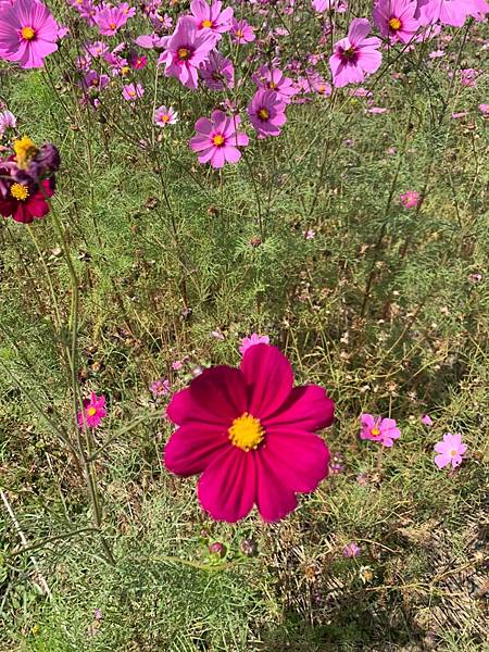 20210206_內湖櫻花_內湖玻斯菊_美堤馬頭 (2).jpg