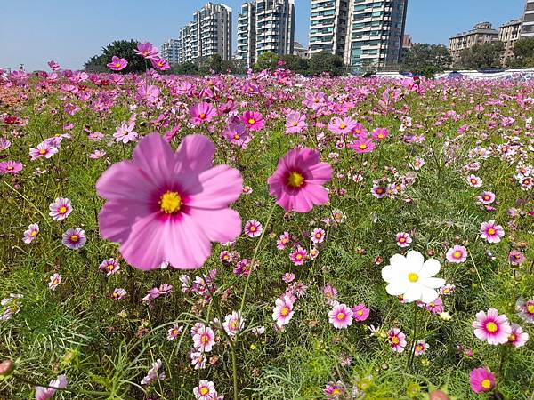 20210206_內湖櫻花_內湖玻斯菊_美堤馬頭 (6).jpg