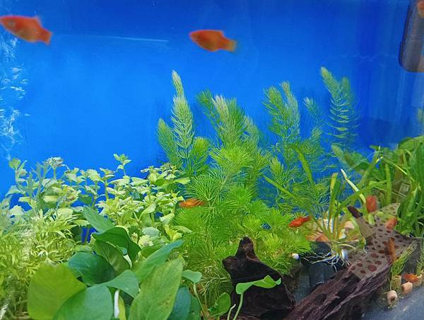 水草缸新手入門推薦7款好養的水草不需要CO2植物燈