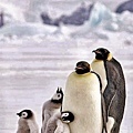 penguin family