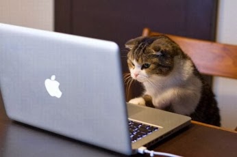 gato-ordenador-apple.jpg