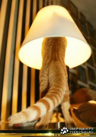 cat lamp