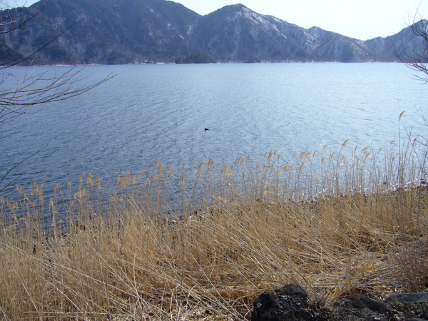 中禪寺湖畔--（剛在明智平遠睨過）