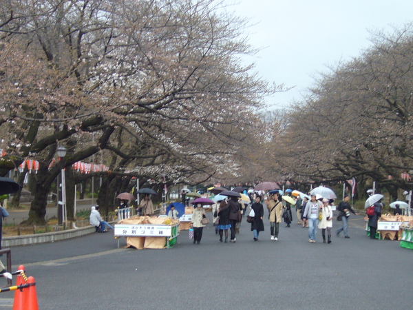 傍晚的上野公園，也好多人在裡面