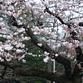 這一棵櫻花樹是老檏了