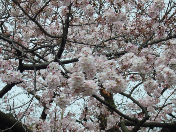 看一下上野公園的櫻花