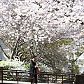 SJShih_201304_Kyoto_0155.JPG