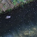 SJShih_201304_Kyoto_0162.JPG