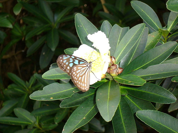 旭海草原的動物-蝴蝶