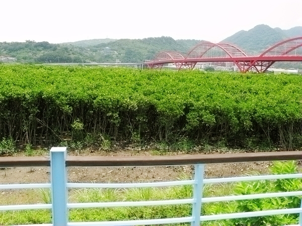 2008-07-13-關渡八里 (3).jpg