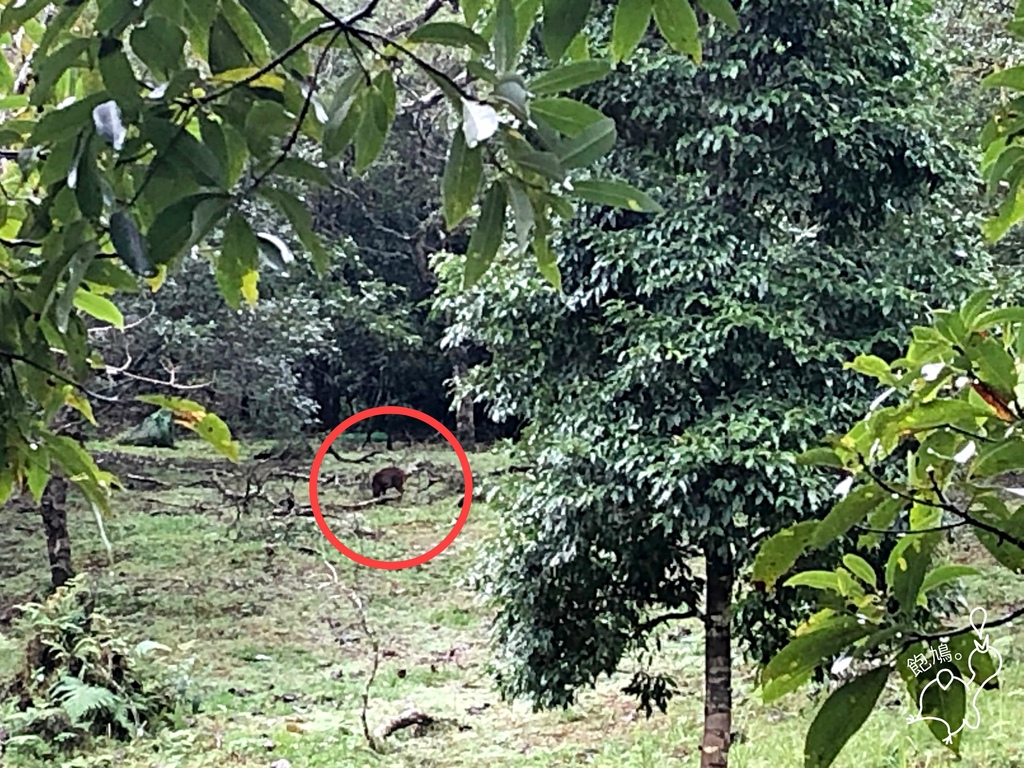 福山植物園_山羌.jpg