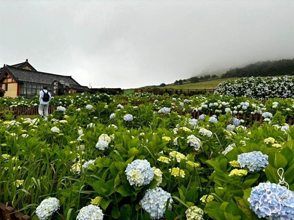 韓國濟州島_大雄殿_繡球花.jpg