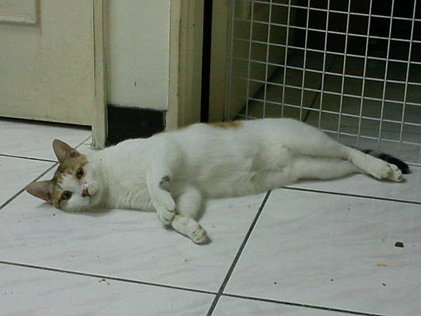 2011-08-20凱雅超自在.JPG 2011-08-20凱雅超自在.JPG