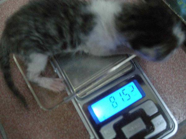 2012-06-25奶貓_03 2012-06-25奶貓_03
