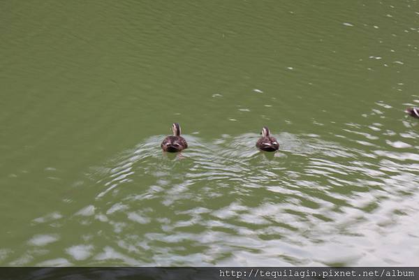 IMG_1745.JPG IMG_1745.JPG