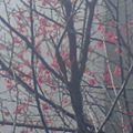 櫻花開了