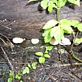 P1100141.JPG