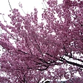 nEO_IMG_P1100722