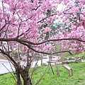 nEO_IMG_P1100746