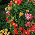 IMG_4572.jpg