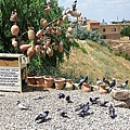 IMG_4042.jpg