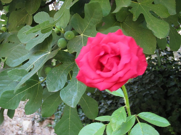IMG_2015.jpg