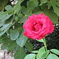 IMG_2015.jpg