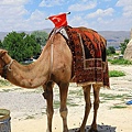 IMG_3976.jpg