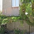 IMG_1932.jpg