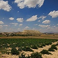 IMG_3939.jpg