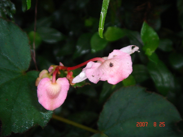 粉紅小花跟上面一隻小小小黑蟲