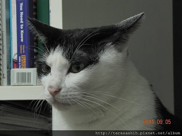 2011年9月之我家阿貓群像- DSCN3116.JPG @ 施又熙的相簿:: 痞客邦::