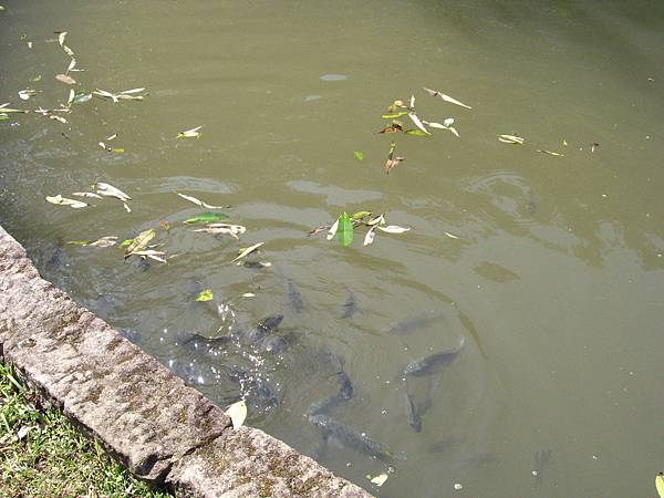 餓很久的魚兒