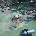 關島的水肺潛水不需要執照...可惜我換氣過度失敗