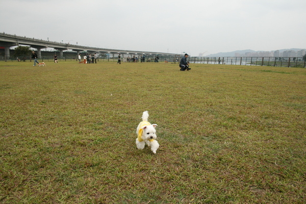 迎風狗公園離家裡很近...我們卻是第一次來