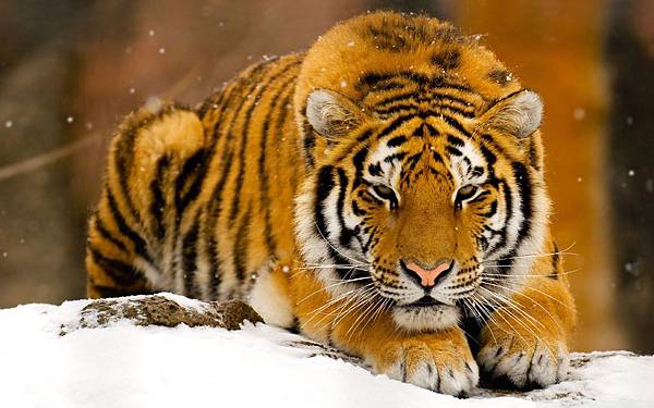 siberian_tiger_in_snow-wallpaper-1680x1050 siberian_tiger_in_snow-wallpaper-1680x1050